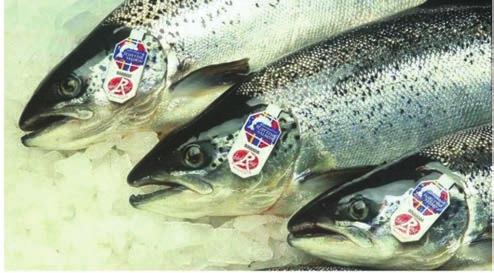 A felső-pfalzi pontyot frissen, vagy füstölve (darabolva is, filé, vagy halszelet formájában) fogyasztják.