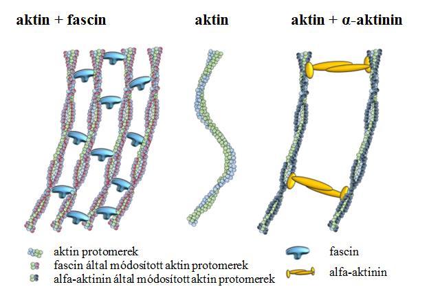 19. ábra Az aktin fascin illetve az aktin alfa-aktinin