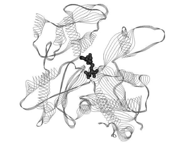 1. ábra A monomer aktin szalagdiagramja. Az ATP-t kötő nukleotid-kötő árok a molekula közepén látható. (Kabsch és mtsai.