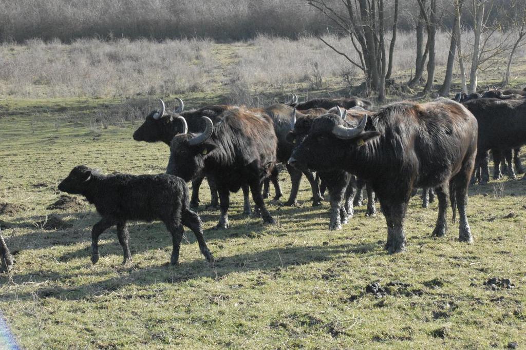 2.2. Fajtaazonosság vizsgálata, igazolás rendje A fajtaazonosságot a magyar házibivaly esetében az MBE a 2.1.