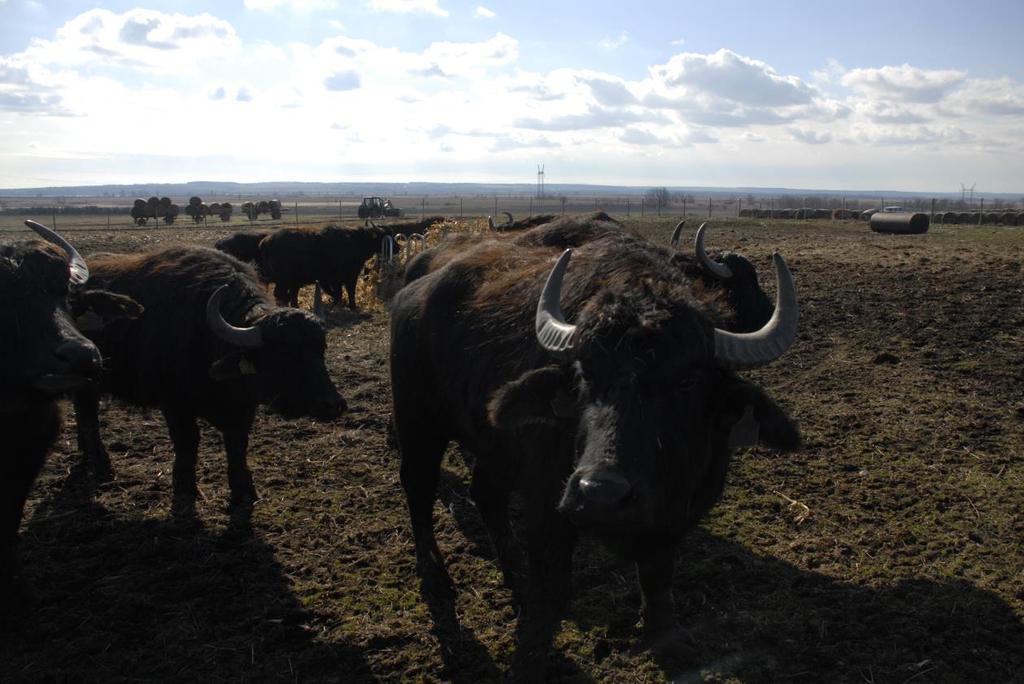 2.4. Tenyészállat-forgalmazás, -export és import szabályai A vevő igénye alapján tenyészállat csak az MBE által kiállított származási igazolással kerül forgalomba, melyet az eladó igényel meg.