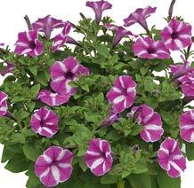 PETUNIA STAR