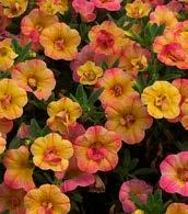 CALIBRACHOA WFL