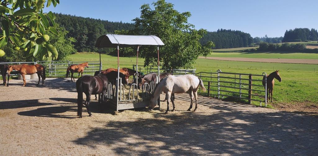 Innentől teljesen világos, hogy szó nincs ridegtartásról, maximum félridegről. Félreértések elkerülése végett tehát nem árt tisztázni, hogy mi a különbség a kettő között.