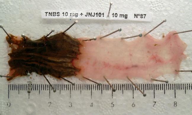 Akut kísérleti eredmények 40 Az alábbi ábrán (16. ábra) a hisztamin H4 receptor antagonista kezelések dózisfüggő hatása látható.