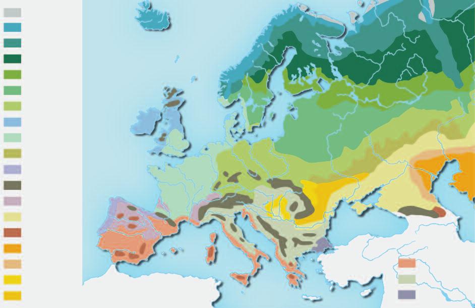 Mindentudás Egyeteme Artikus tundra Szubartikus tundra és erdôs tundra Északi tajga alzóna Tajga alzóna Kompozicionális sokféleség: az életközösségeknek az a szerkezeti sajátossága, hogy nemcsak az