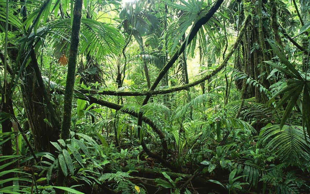 http://worldofdtcmarketing.com/wp-content/uploads/2015/04/jungle-forest.