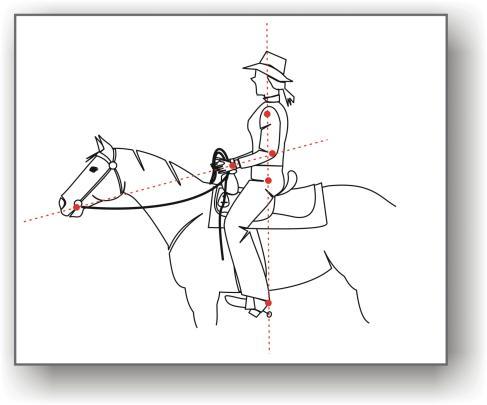 1. A lovas képzésének alapelvei A kezdő lovasok képzésének célja a biztos alapok megszerzése ahhoz, hogy később bármelyik westernlovas szakágban versenyezni tudjanak.