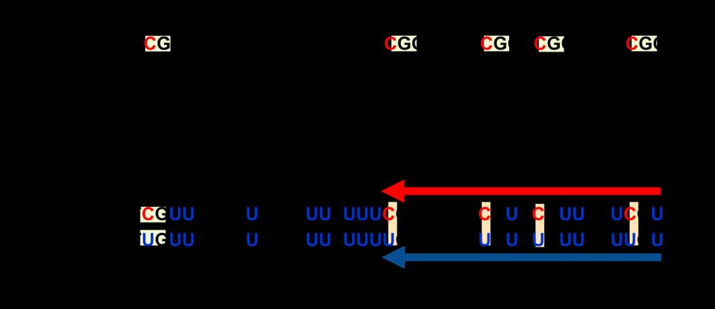 8. Ábra: A metiláció-specifikus PCR elve.