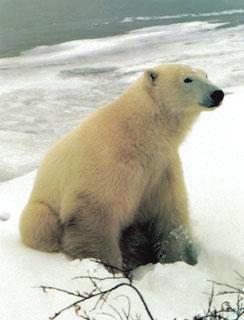 A télen csaknem teljesen kihalt tundrát a rövid nyáron különféle állatok népesítik be. A tundra jellegzetes növényevő állata a rénszarvas. Testének felépítése az őzhöz hasonlít.