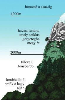 Az hóhatár közelében a növényzet már a tundrákéhoz hasonló. Megfigyelhető, hogy a növénytakaró a magasságtól függően ugyanúgy változik, mint a szélességi fokok függvényében.