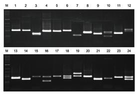 Myostatin mutation (bully-gene) Skeletal dysplasia 2 (törpenövés, SD 2) Myotonia congenita Spinocerebellar ataxia (SCA) Narcolepsy Startle Disease Necrotizing meningoencephalitis / Pug dog