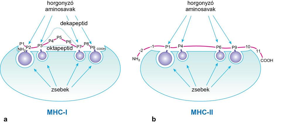 az MHC-membránfehérjék peptidkötő receptorként működnek, amit a jellegzetes térszerkezettel rendelkező molekula felszínén kialakuló peptidkötő mélyedés (zseb) biztosít Az MHC-I- és MHC-II-molekulák