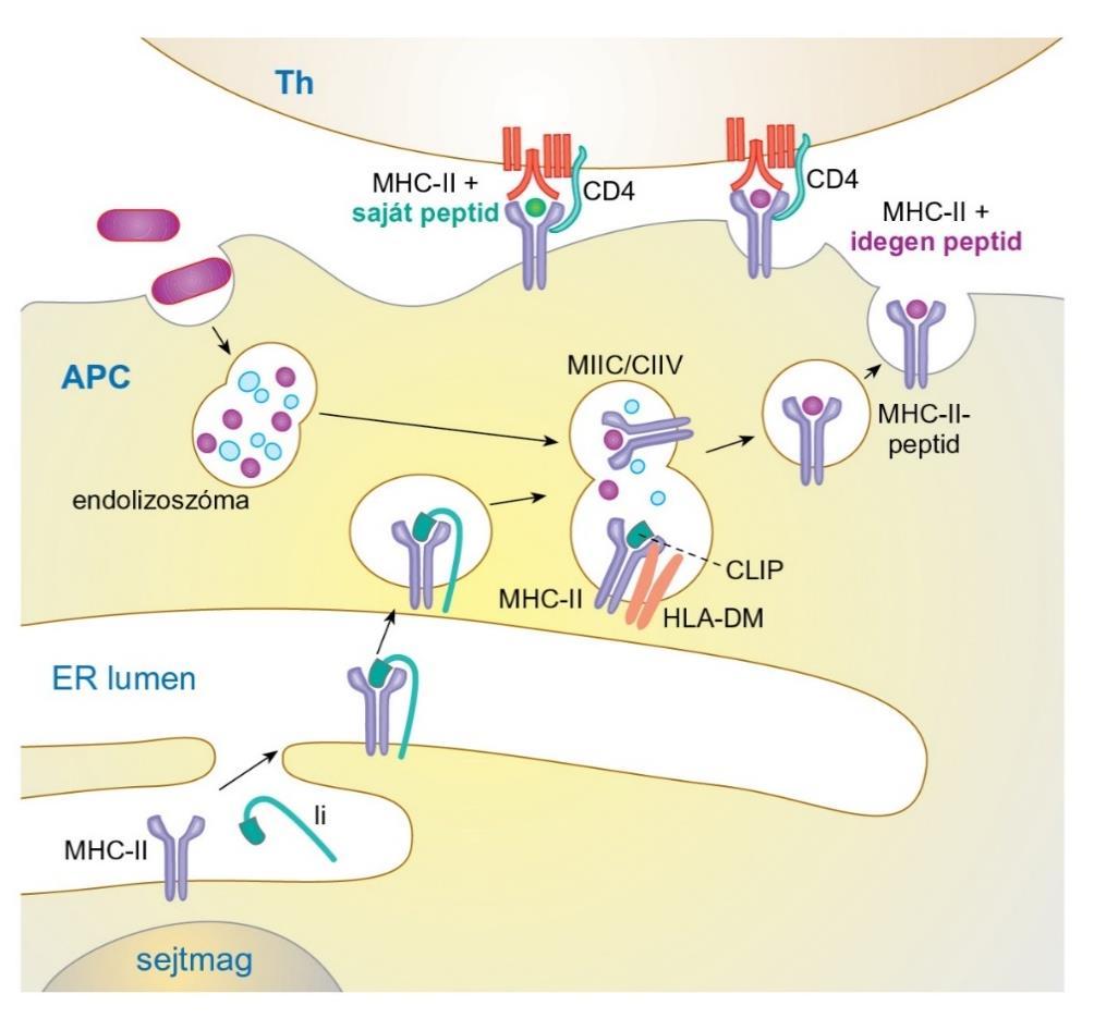 Exogén antigének prezentációja Az MHC-II-membránfehérjék polimorf α- és β-láncai az ER-ben szintetizálódnak. A két lánc megfelelő párosodását a szintén az ER-ben képződő Ii biztosítja.