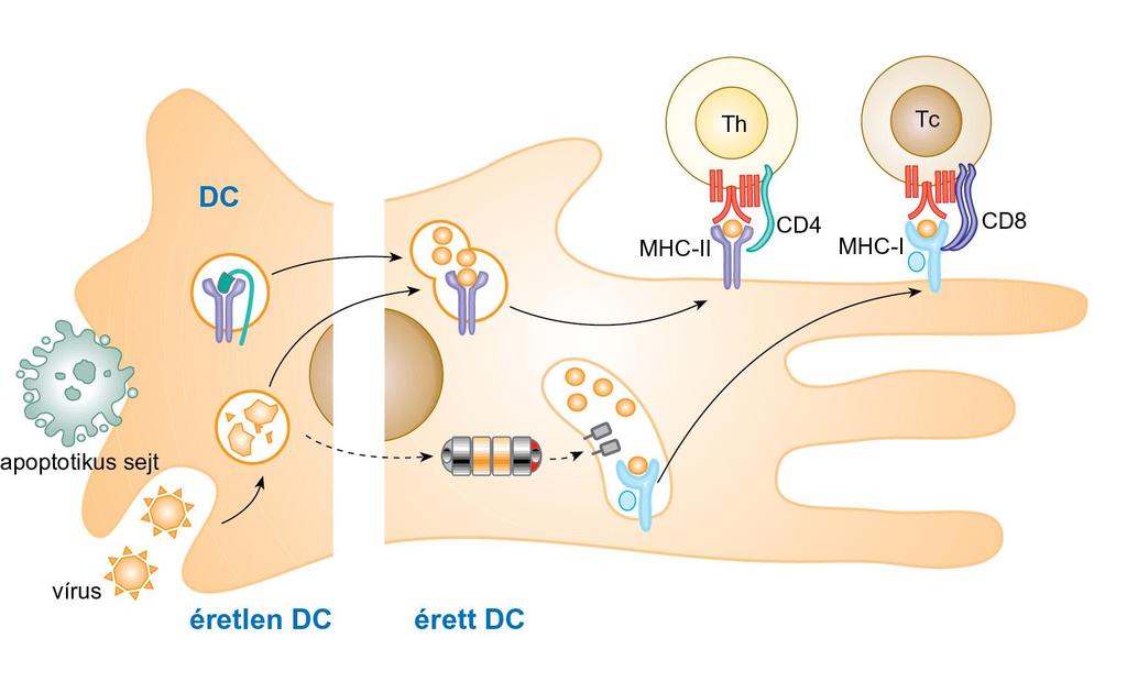 A keresztprezentáció A keresztprezentáció során a DC-k által bekebelezett apoptotikus sejtek vagy vírusok fehérjekomponensei a fagolizoszómákba kerülnek, ahol részlegesen