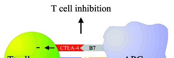 T limfocita aktiváció T