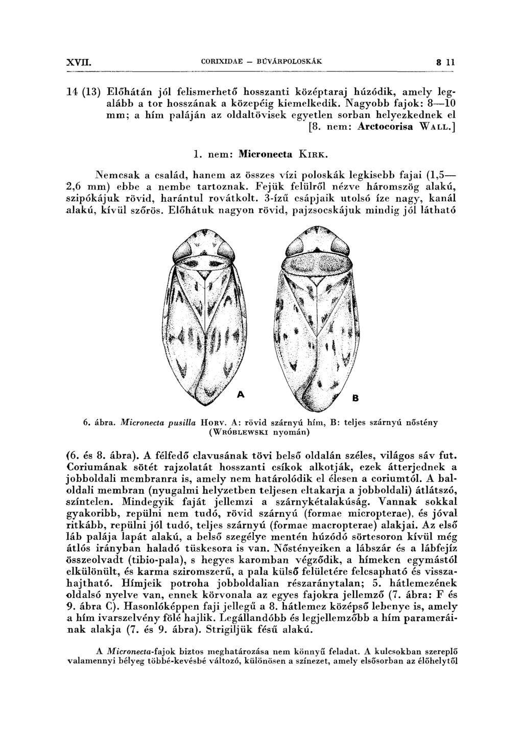 XVII. CORIXIDAE - BÚVÁRPOLOSKÁK 811 14 (13) Előhátán jól felismerhető hosszanti középtaraj húzódik, amely legalább a tor hosszának a közepéig kiemelkedik.