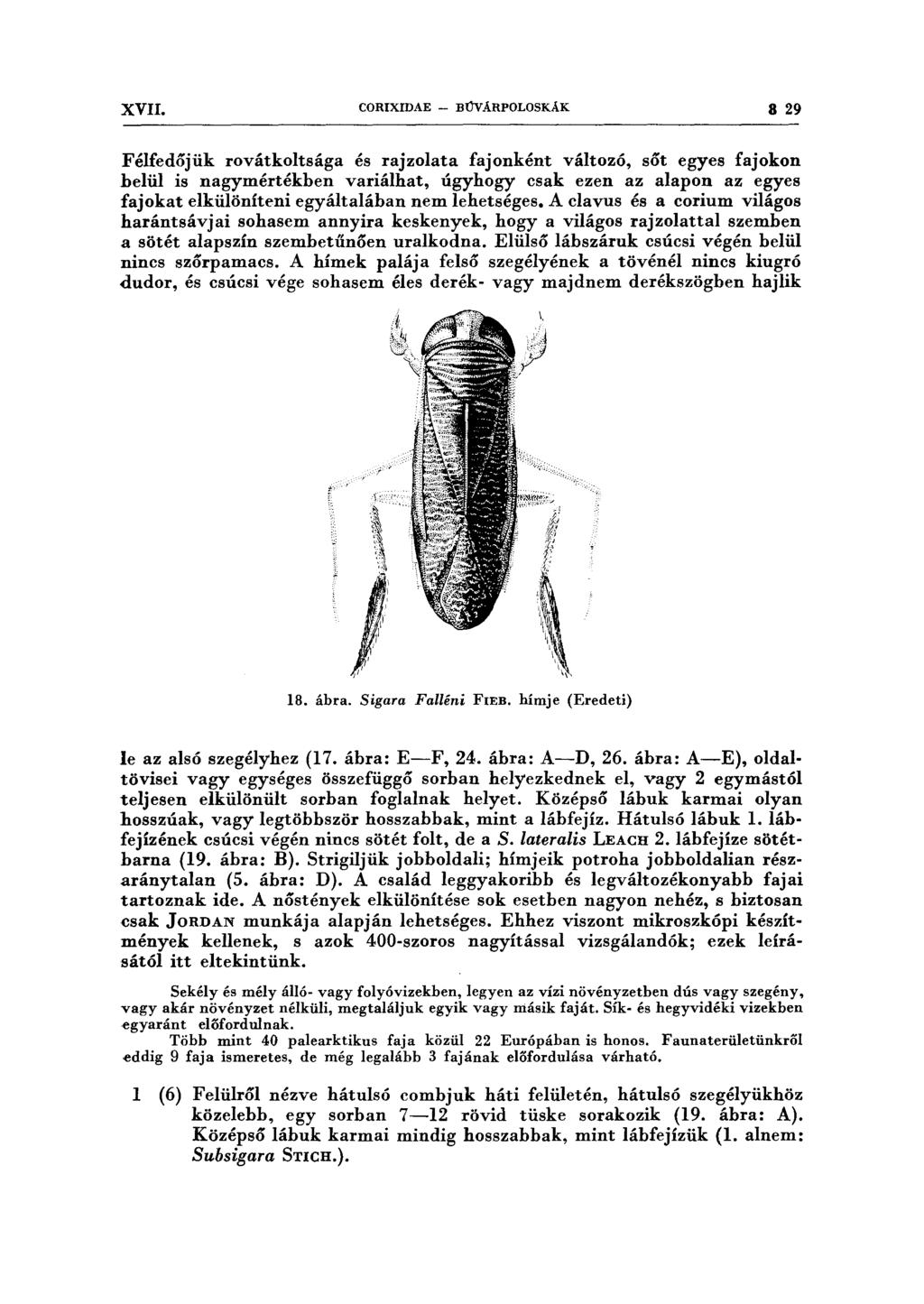 XVII. CORIXIDAE - BŰV ÁRPOLOSKÁK 8 29 Félfedőjük rovátkoltsága és rajzolata fajonként változó, sőt egyes fajokon belül is nagymértékben variálhat, úgyhogy csak ezen az alapon az egyes fajokat