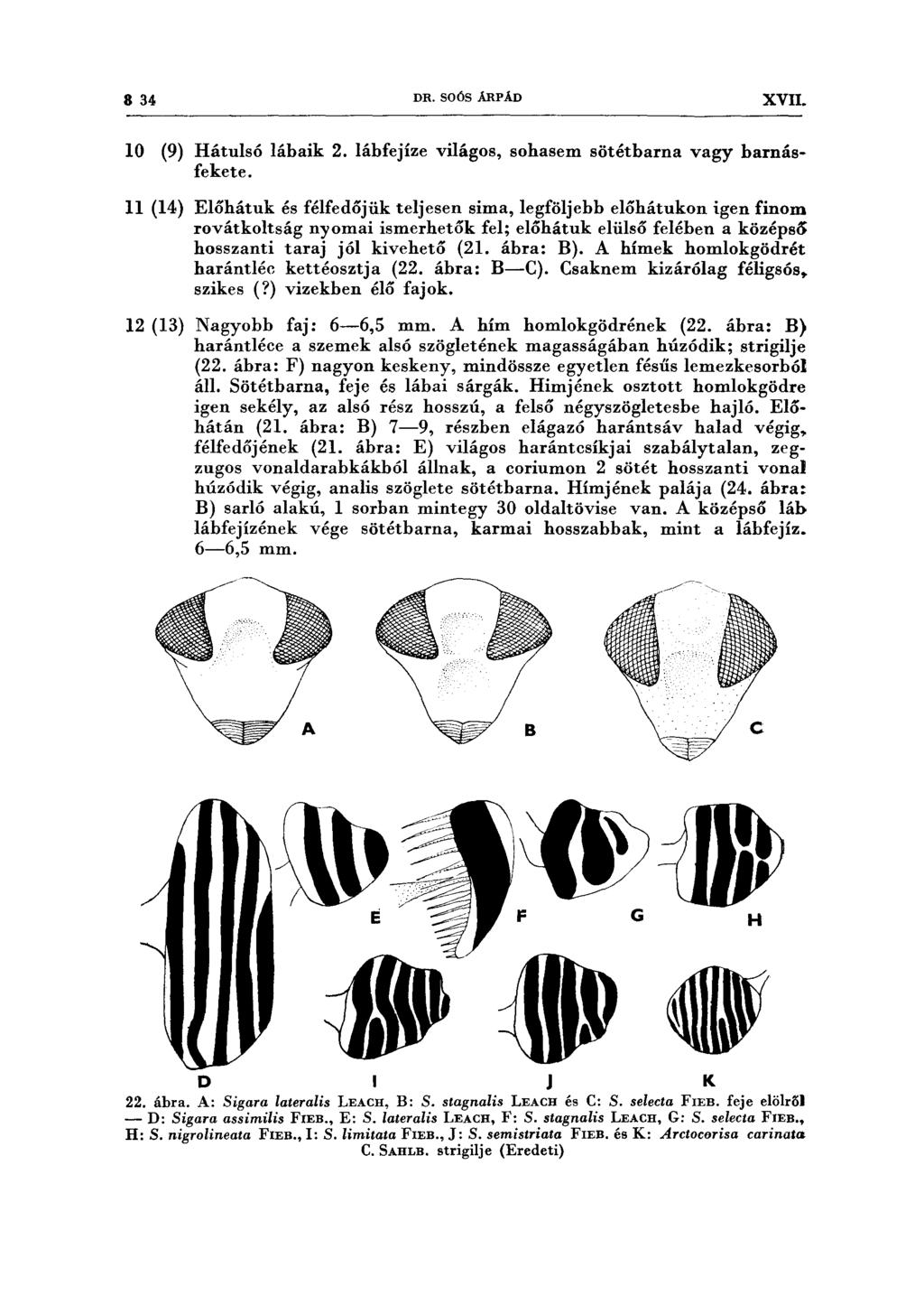 8 34 DR. SOÓS ÁRPÁD XVII. 10 (9) Hátulsó lábaik 2. lábfejíze világos, sohasem sötétbarna vagy barnásfekete.