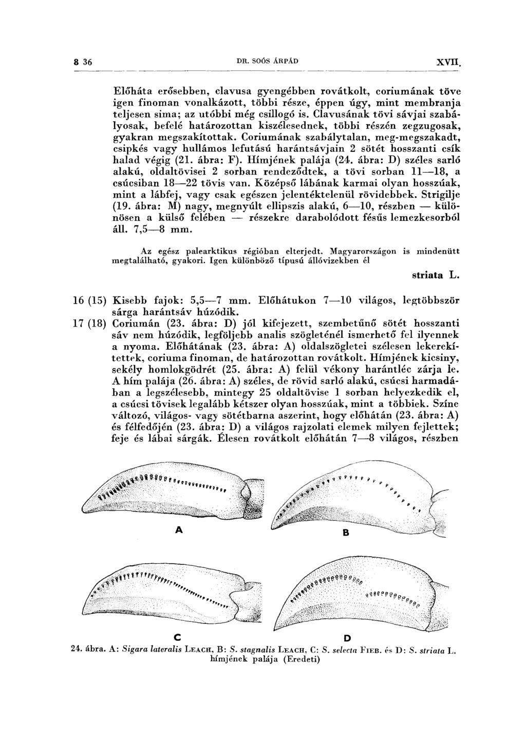 8 36 DR. SOÓS ÁRPÁD xvn. Előháta erősebben, clavusa gyengébben rovátkolt, coriumának töve igen finoman vonalkázott, többi része, éppen úgy, mint membranja teljesen sima; az utóbbi még csillogó is.