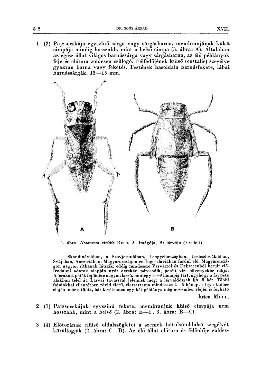 8 2 DR. SOÓS ÁRPÁD XVIL l (2) Pajzsocskája egyszín{í sárga vagy sárgásbarna, membranjá~ak külsó cimpája mindig hosszabb, mint a belső cimpa (3. ábra: A).