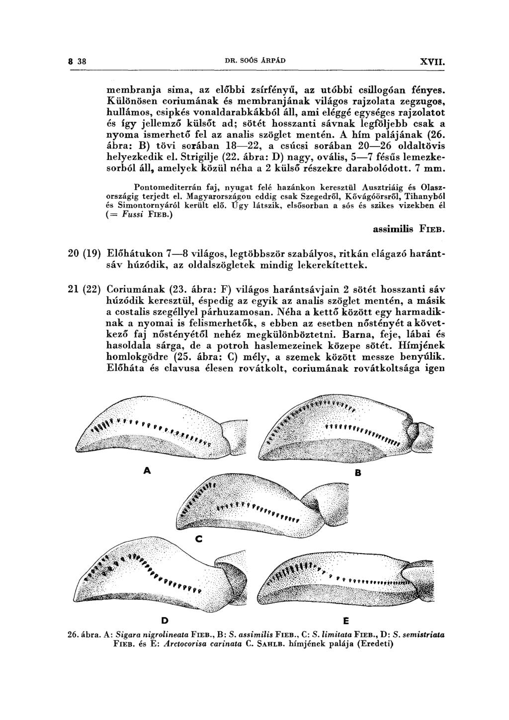 8 38 DR. SOÓS ÁRPÁD XVII. memhranja sima, az előbbi zsírfényű, az utóbbi csillogóan fényes.