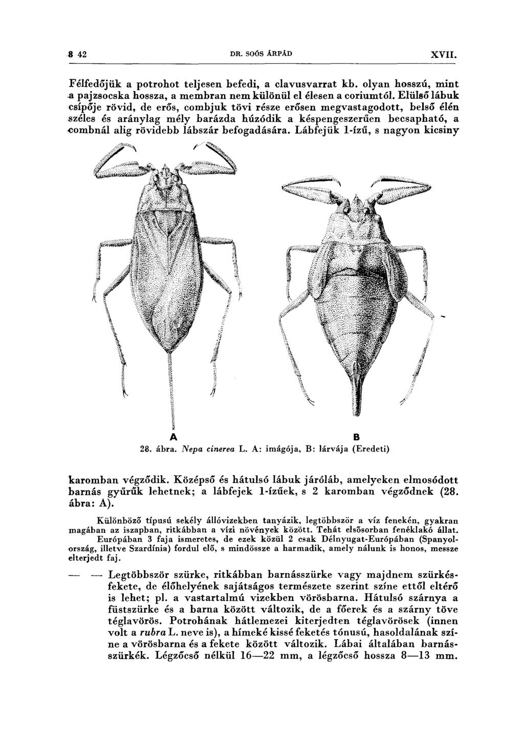8 42 DR. SOÓS ÁRPÁD XVII. Félfedőjük a potrohot teljesen befedi, a clavusvarrat kb. olyan hosszú, mint.