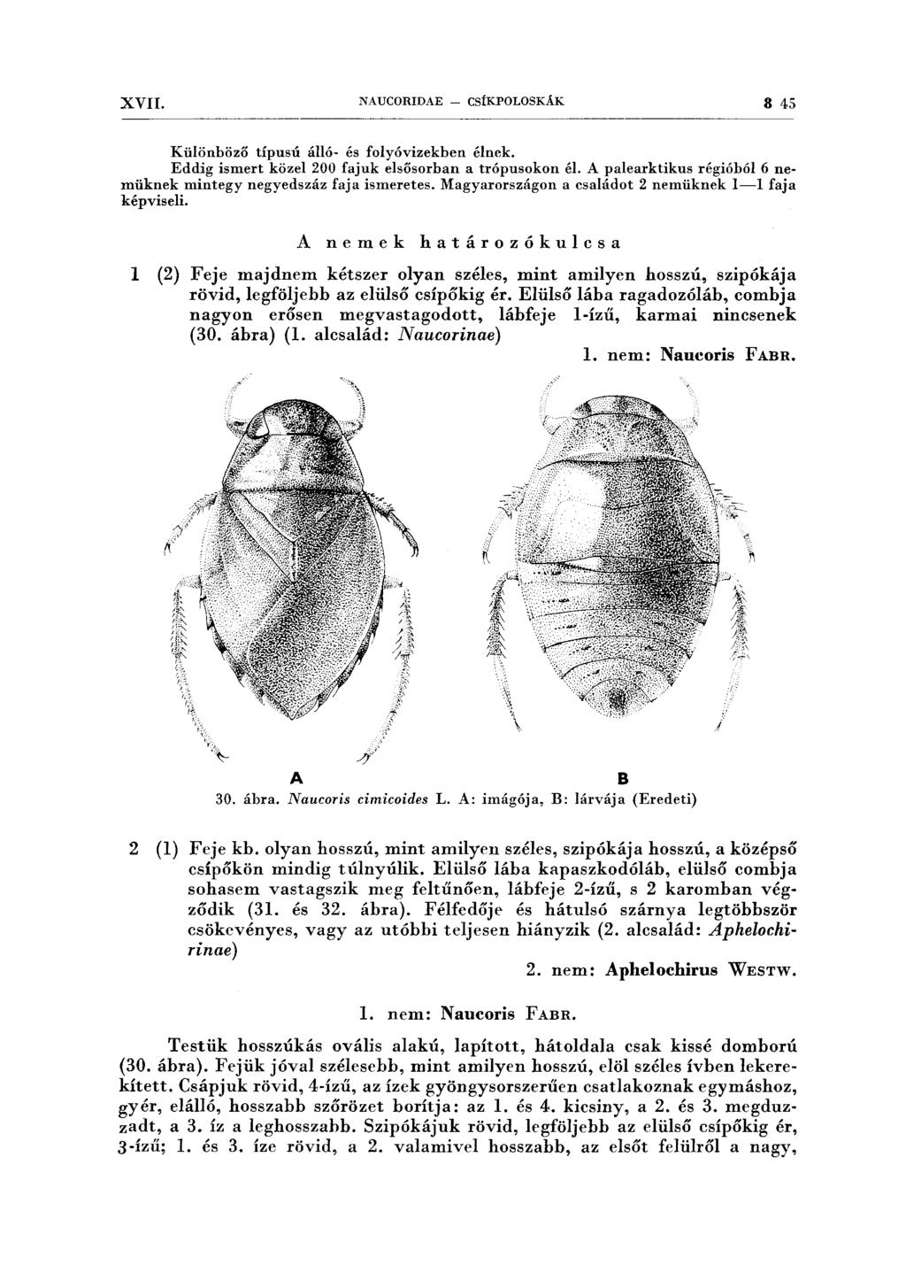 XVII. NAUCORIDAE - CSÍKPOLOSKÁK 8 45 Különböző típusú álló- és folyóvizekben élnek. Eddig ismert közel 200 fajuk elsősorban a trópusokon él.