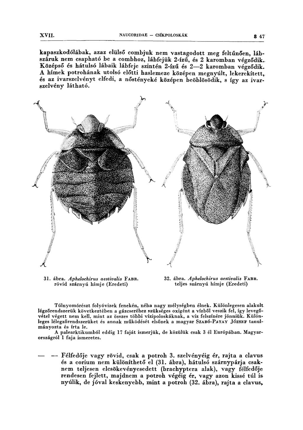 XVII. NAUCORIDAB - CSÍKPOLOSKÁK 8 47 kapaszkodólábak, azaz elülső combjuk nem vastagodott meg feltűnően, lábszáruk nem csapható he a combhoz, lábfejük 2-ízű, és 2 karomhan végződik.