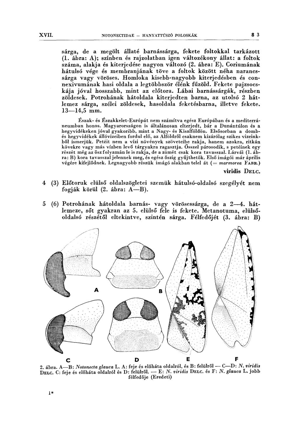 XVII. NOTONECTIDAE - HANY ATTÚSZÓ POLOSKÁK 8 3 sárga, de a megölt állaté barnássárga, fekete foltokkal tarkázott (l.