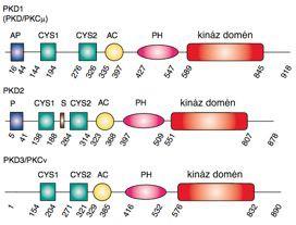 BEVEZETÉS A protein kináz D (PKD) enzimek ún. alternatív diacil glicerin (DAG) receptorok, amelyek a szerin/treonin kinázok csoportján belül önálló családot alkotnak.