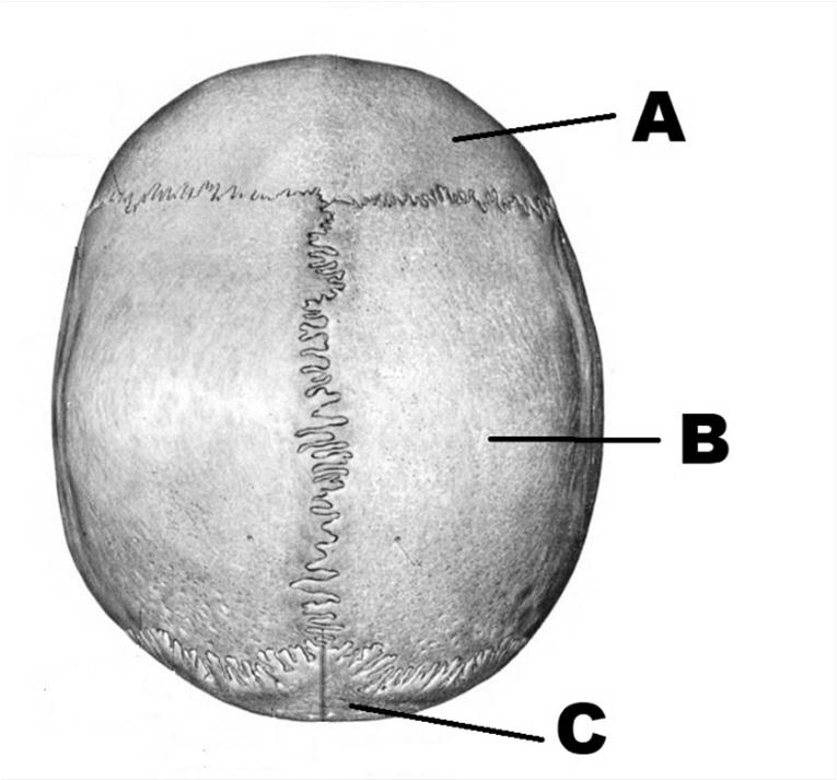 VI. Tartós kapcsolatok 10 pont 1. Tanulmányozza az alábbi ábrákat (a bal oldali a koponyát ábrázolja felülnézetből).