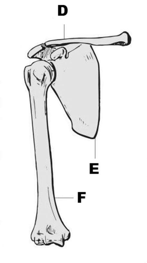 Mi a különbség az E és F betűkkel jelölt csontok között? A helyes válasz betűjelét írja a négyzetbe! A) Az F csont lapos csont. B) Az F csont nem tartalmaz szivacsos csontállományt.