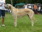 2008 F: RYANAIR SAGITTARIUS M: COLETTE MEDZI KAMARÁDY br.: Dragúňová Janka own: Bartalová Erika puppy Very promising AGAN Z VAHANSKÉ SMEČKY, SPKP 296, 13.06.
