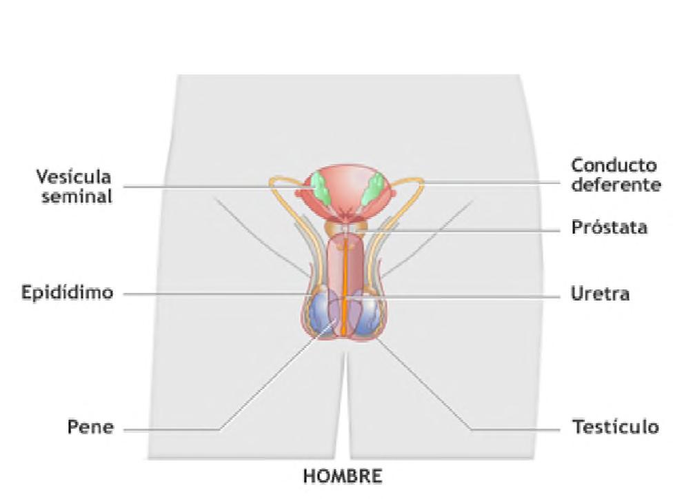 Epididimo Uretra Pene