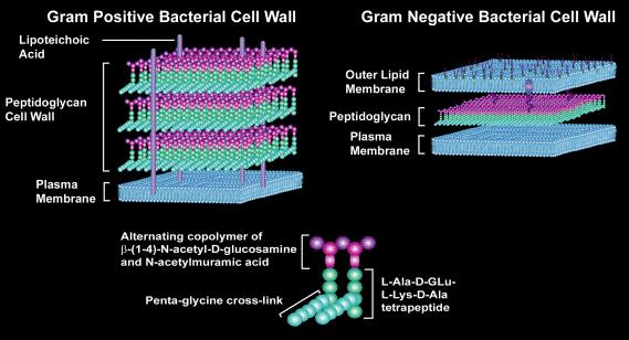 A Gram-festés egy empirikus módszer a baktériumok csoportosítására