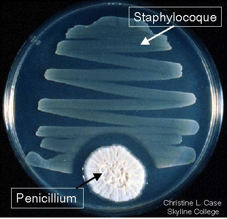 baktérium kultúrának a növekedését gátolja a Penicillium notatum gomba anyagcseréjének terméke, a penicillin.