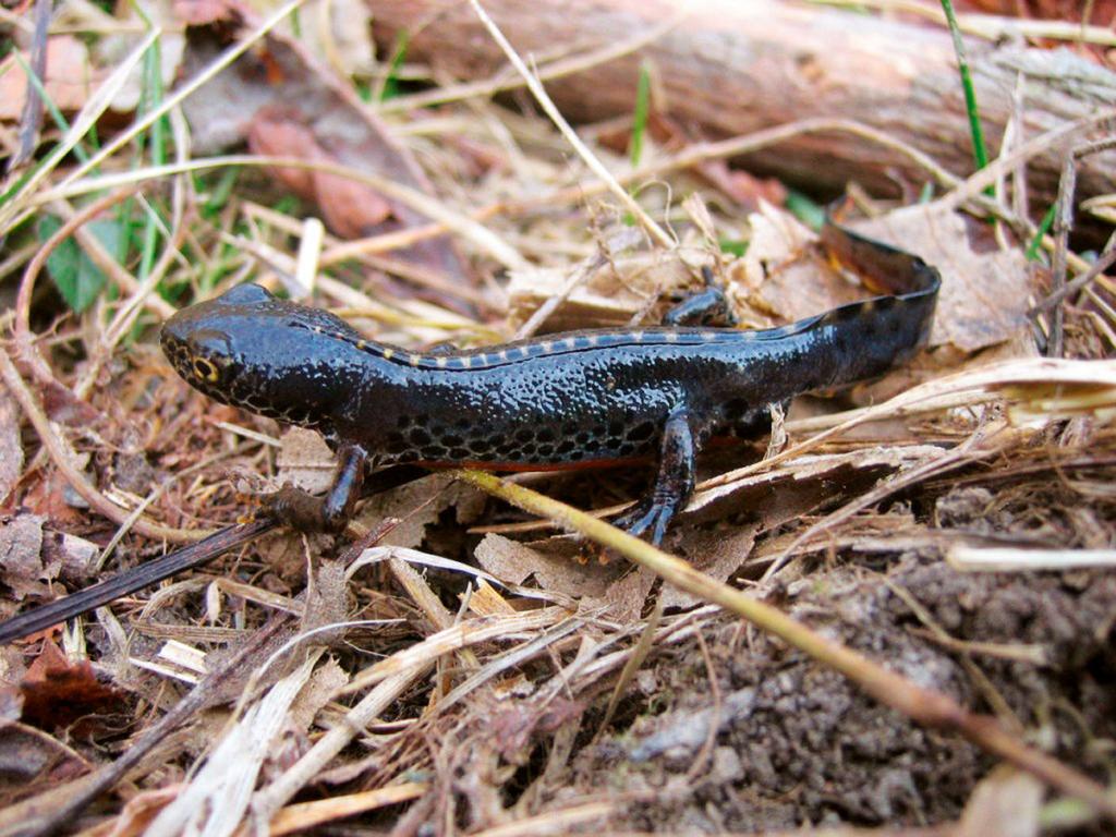 Hím alpesi gőte Amíg eső után nappal is láthatunk foltos szalamandrát, ha az élőhelyén kirándulunk, a gőtéket csak nagy szerencsével pillanthatjuk meg.