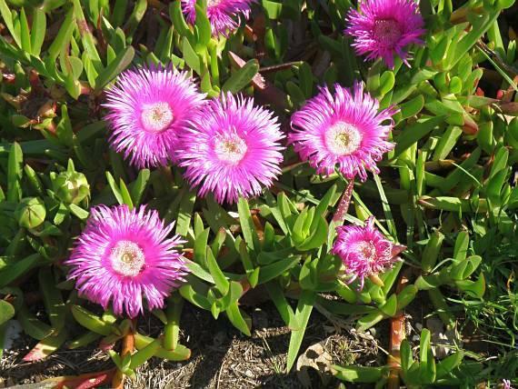 22 Lófüge J. Carpobrotus deliciosus (P. 164). Dél-Afrikában őshonos, de alkalmas éghajlaton sokfelé meghonosították. Ehető gyümölcsét gyűjtik, nyersen fogyasztják, vagy savanykás lekvárnak teszik el.