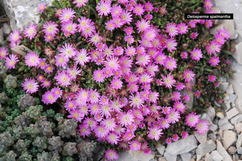 Delosperma ashtonii 102.