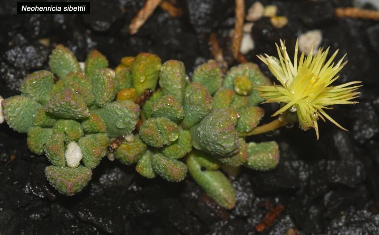 A Cactus [Kiemelve csak a kaktuszra vonatkozó szöveg.