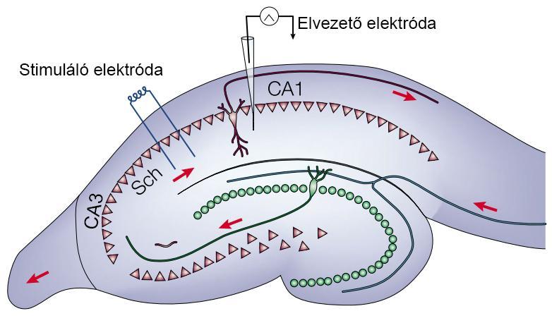 következőkben tért el az alacsony Ca 2+ tartalmú ACSF-től: 3 mm CaCl 2. Az oldat áramlási sebessége 2 ml/perc, hőmérséklete 32 C volt.