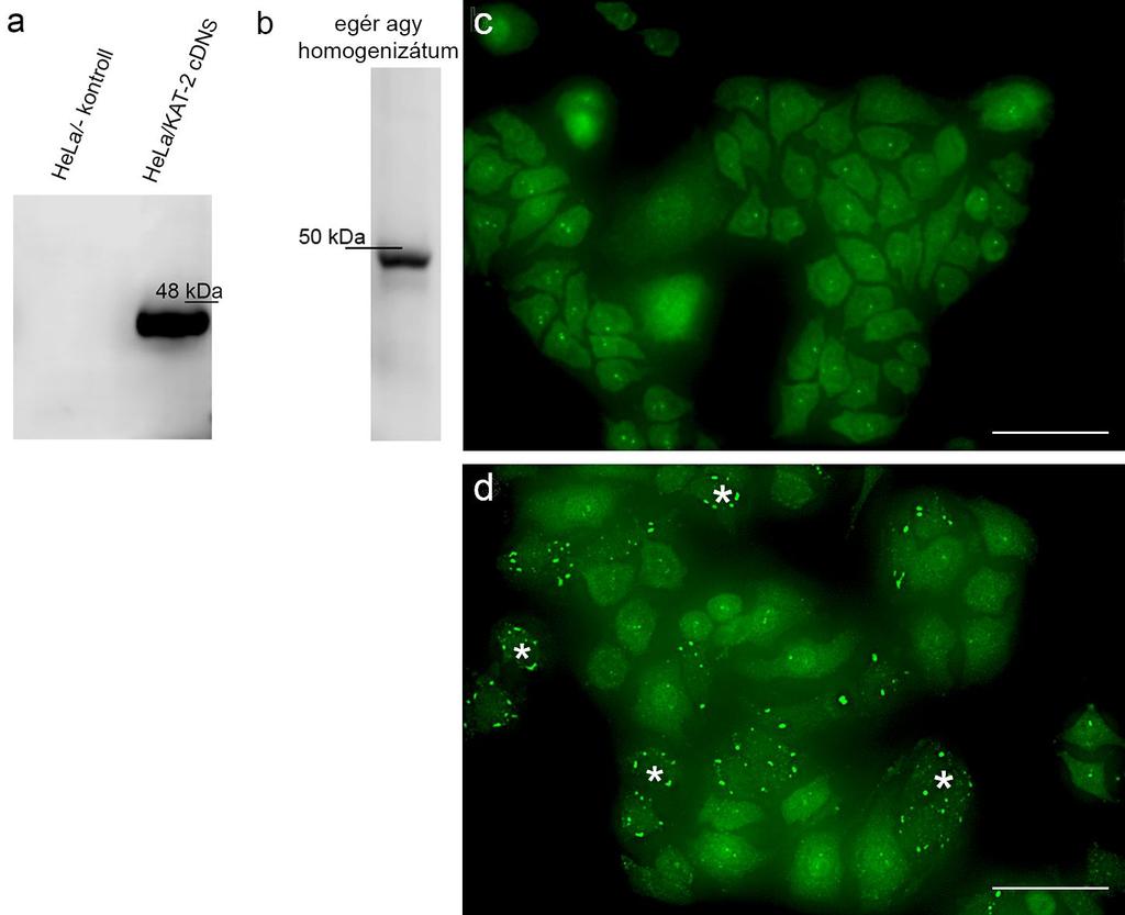 13. ábra: A KAT-2 elleni elsődleges antitest validálása Western blot (a-b) és immuncitokémiai (c-d) vizsgálatokkal.