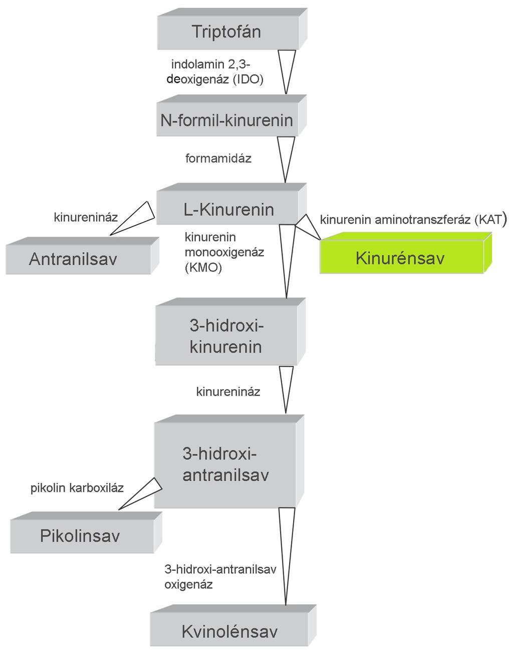 1. ábra: A TRP metabolizmusa a kinurenin útvonalon keresztül. Az útvonal metabolitjai és enzimei (Stone és mtsai., 2013 nyomán módosítva). A 3-HK és az ANA közvetlenül az L-KYN-ből alakul ki.
