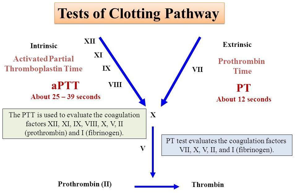 Aktivált parciális tromboplasztin idő (APTI)- Referenciatartomány: 25-40 másodperc (reagens-függő) Az APTI a negatív felszíni töltést biztosító kontakt aktivátor, valamint a foszfolipid és a