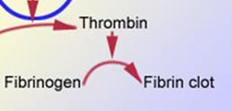 Trombin idő (TI) Referenciatartomány: 14-18 másodperc (reagensfüggő) A trombin hozzáadása és annak hatására a vizsgálandó plazmában keletkező fibrinalvadék megjelenése között eltelt idő sec.-ban.