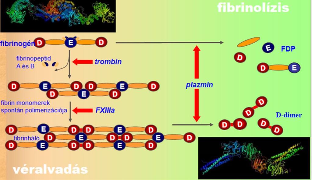 Fibrinogén Komplex, szimmetrikus, 340 kd glikoprotein Három pár láncból áll (Aα,