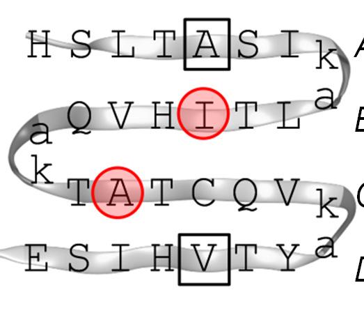 betabellin-15 (BB-15) hét β-aminosav tartalmú foldamer analógját terveztük és szintetizáltuk, 32-aminosavas monomer illetve 64-aminosavas dimer formában.