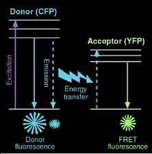 FRET Förster típusú / fluoreszcencia rezonancia energia transzfer a gerjesztett állapotban lévő molekula (donor), valamint egy megfelelő spektroszkópiai paraméterekkel rendelkező molekula (akceptor)