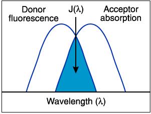 A donor emissziós és az akceptor abszorpciós spektrumának átfedése Hullámhossz J= átfedési integrál n= közeg törésmutatója R= donor-akceptor